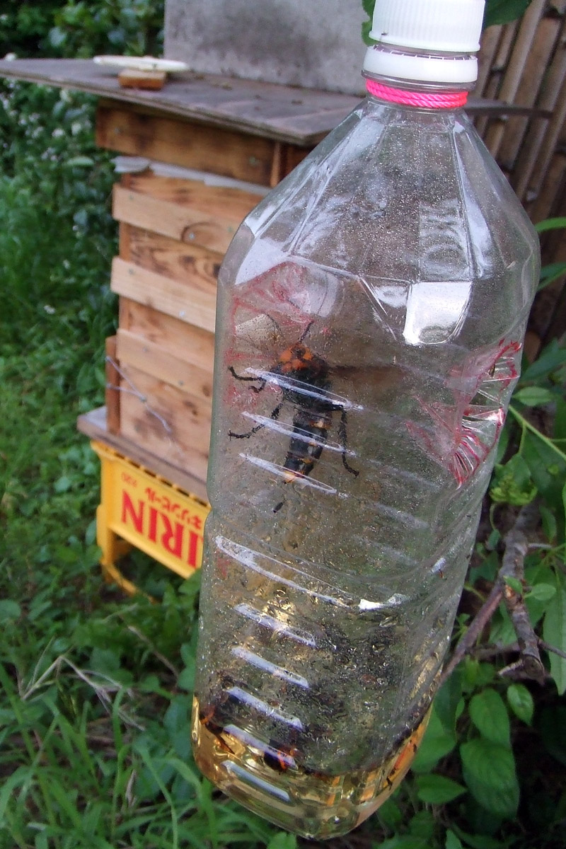 スズメバチ 駆除 の 仕方