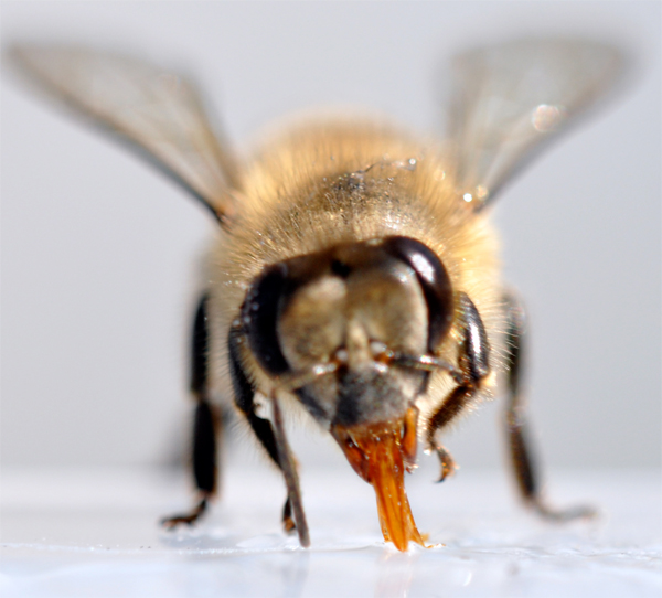 ミツバチの画像 原寸画像検索