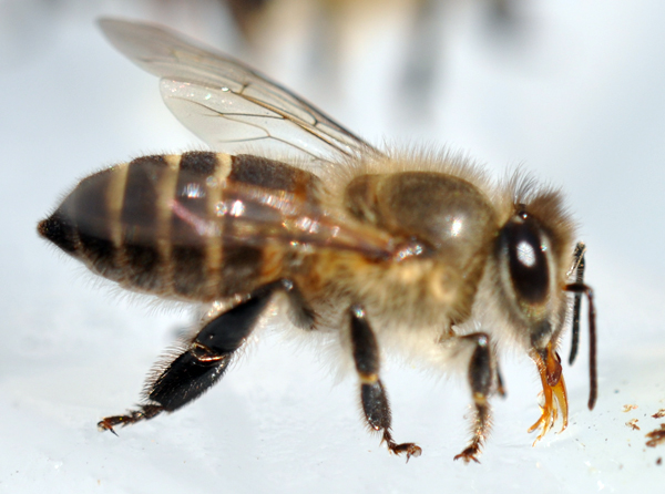 クローズアップで見た大和ミツバチの身体 大和ミツバチ研究所