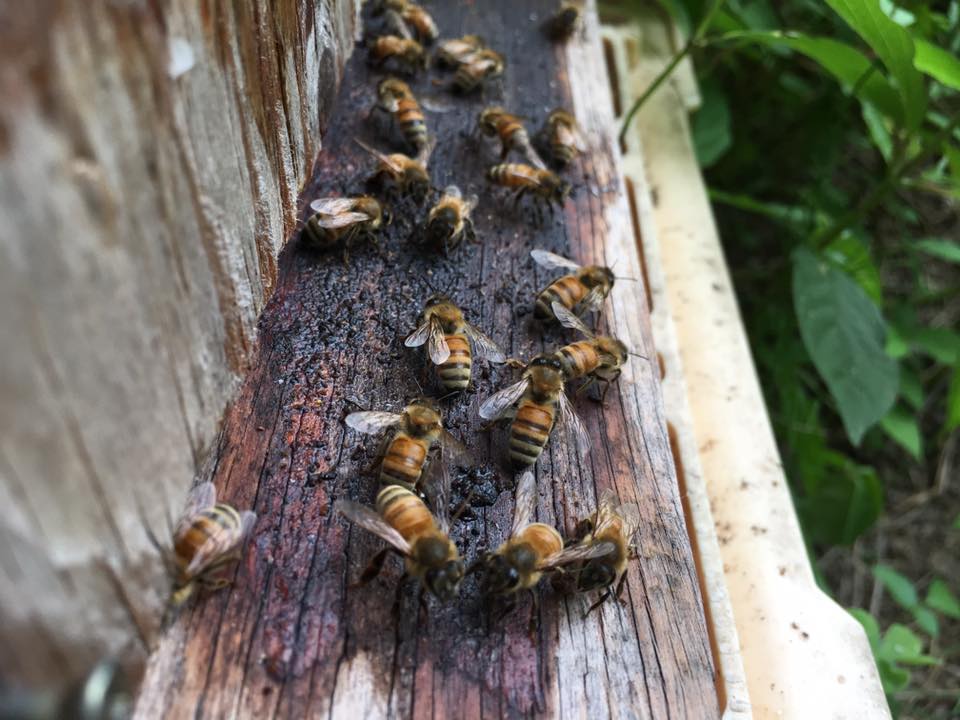 １）野生化が進む西洋ミツバチ in Japan | 大和ミツバチ研究所