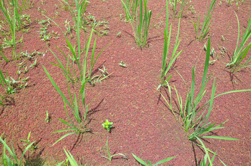 AgriArt「赤い田んぼ」11：不耕起自然農法でのお米づくり 大和ミツバチ研究所